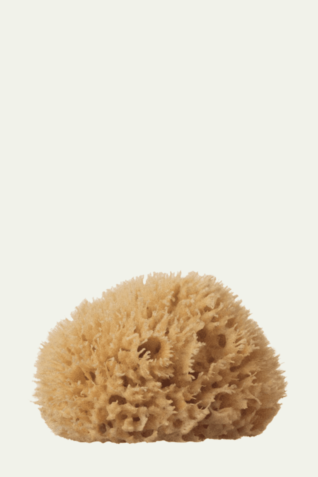 Wool Sea Sponge